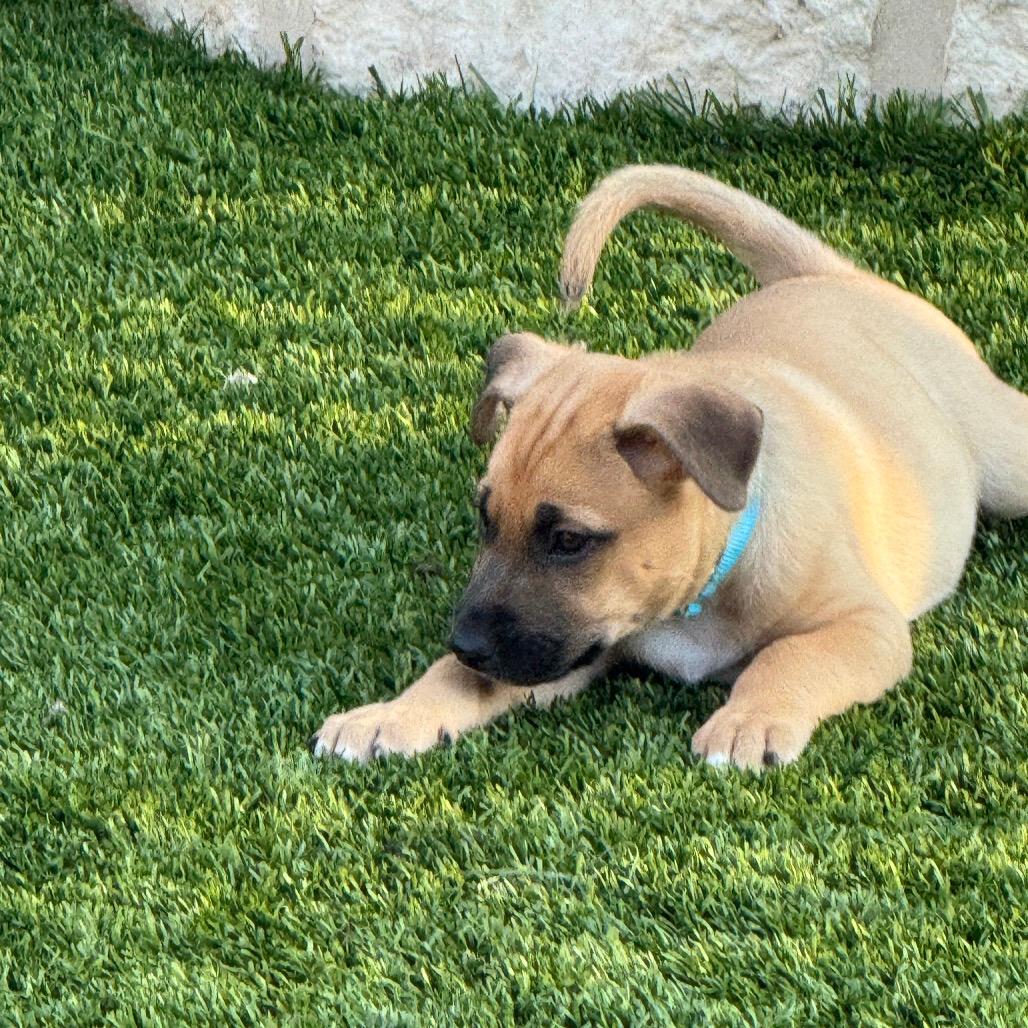 Roscoe