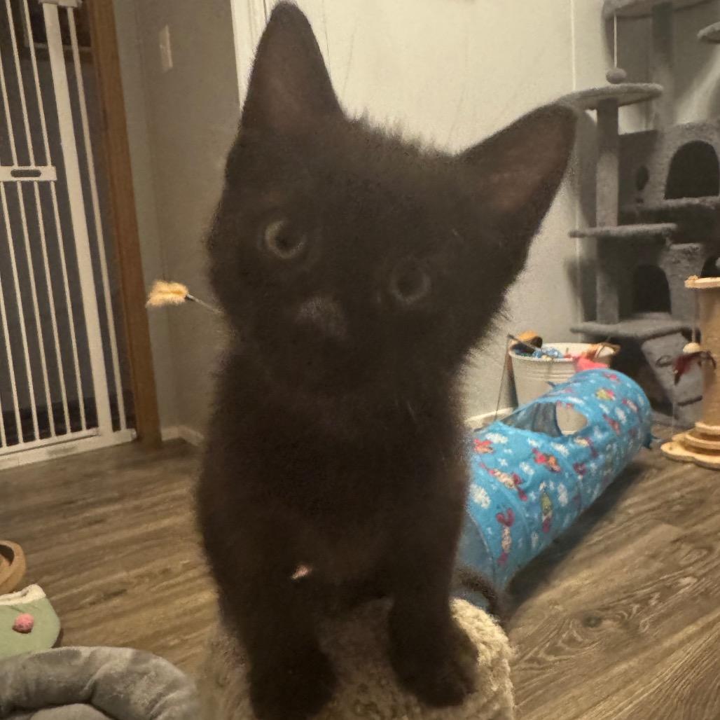 Cadbury
