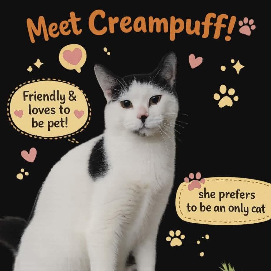 Cream Puff