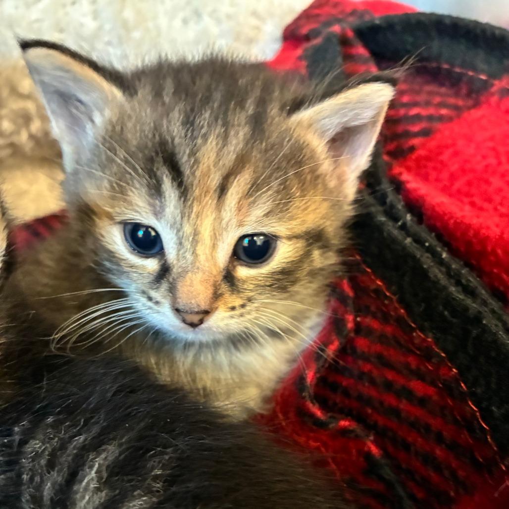 Piper