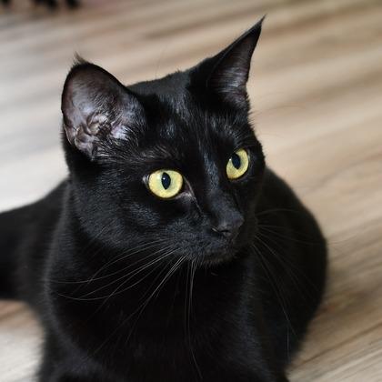 Cora 