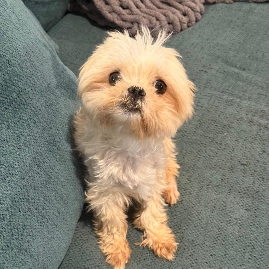 Biscuit