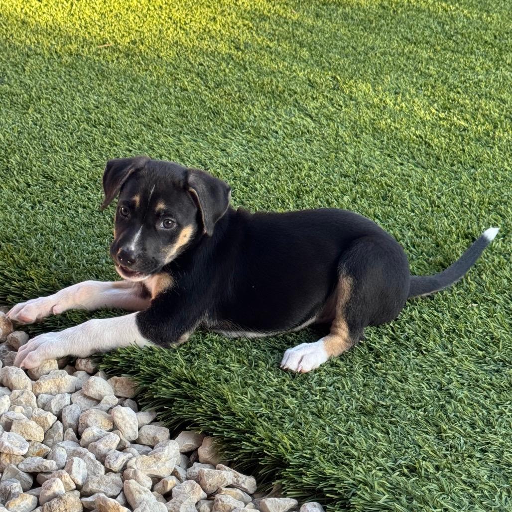 Suri
