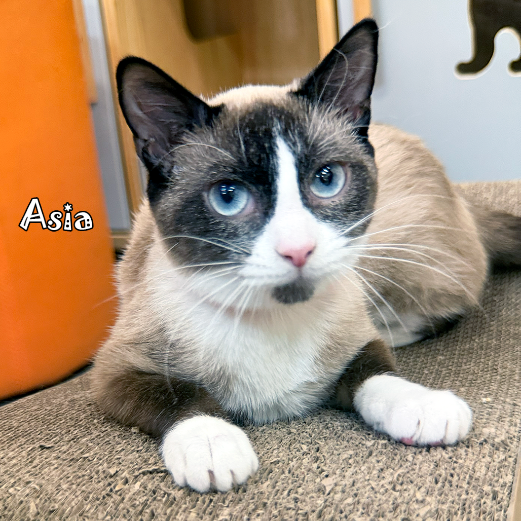 Asia @PAWZ pet cafe
