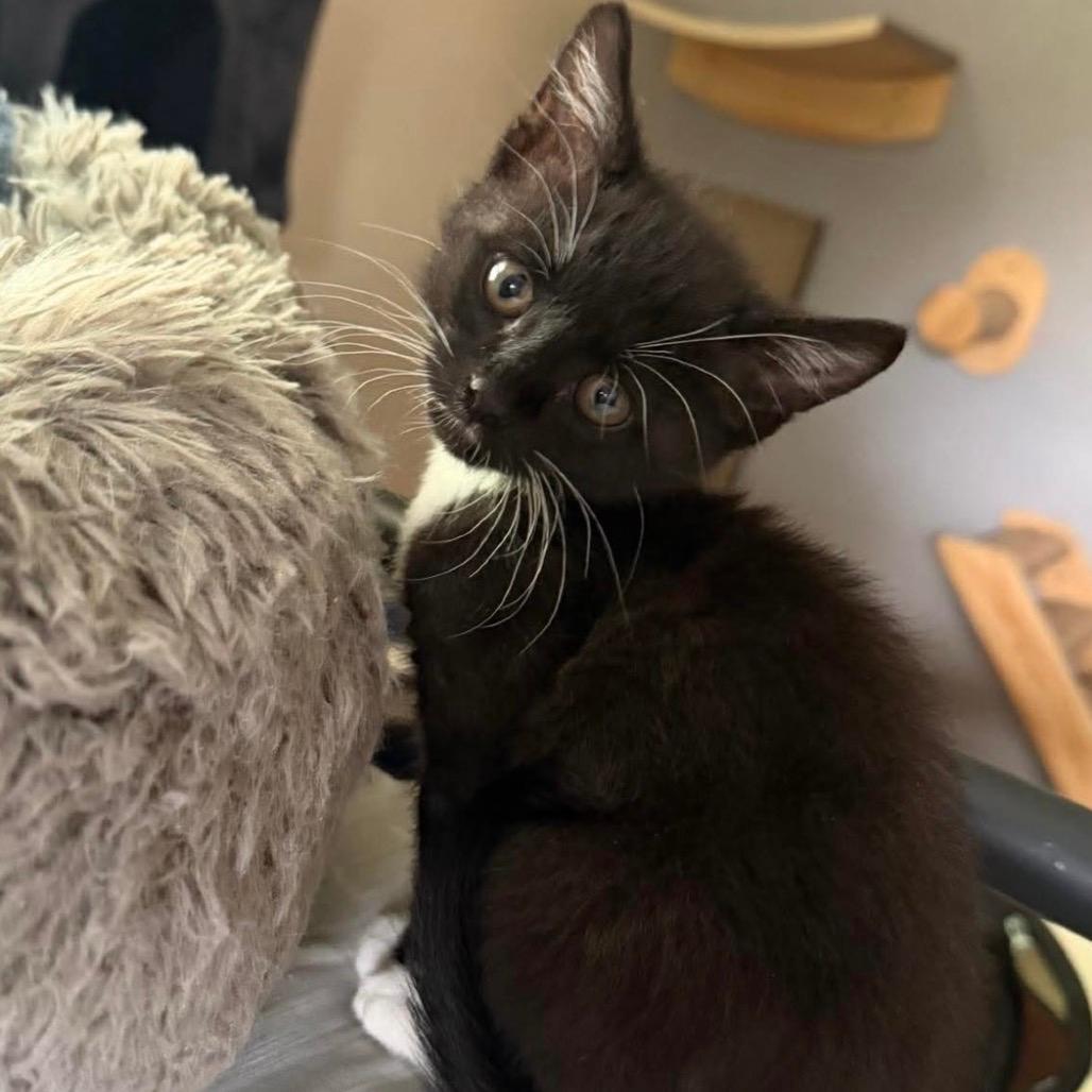 Artemis