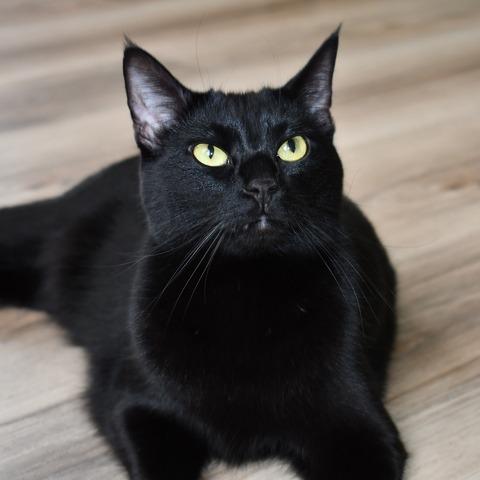 Clara 
