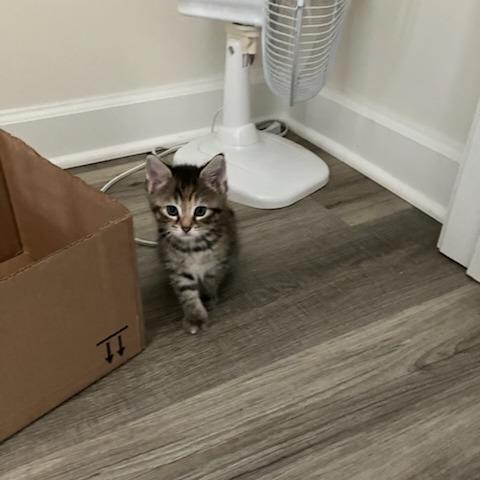Piper