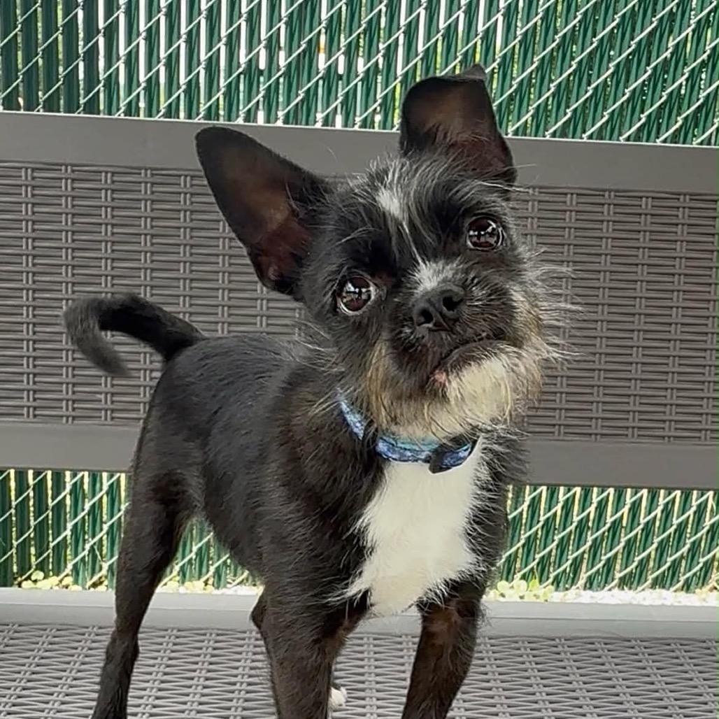 Kiko