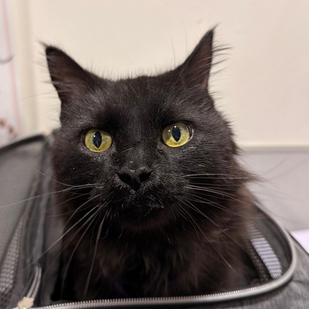 Salem