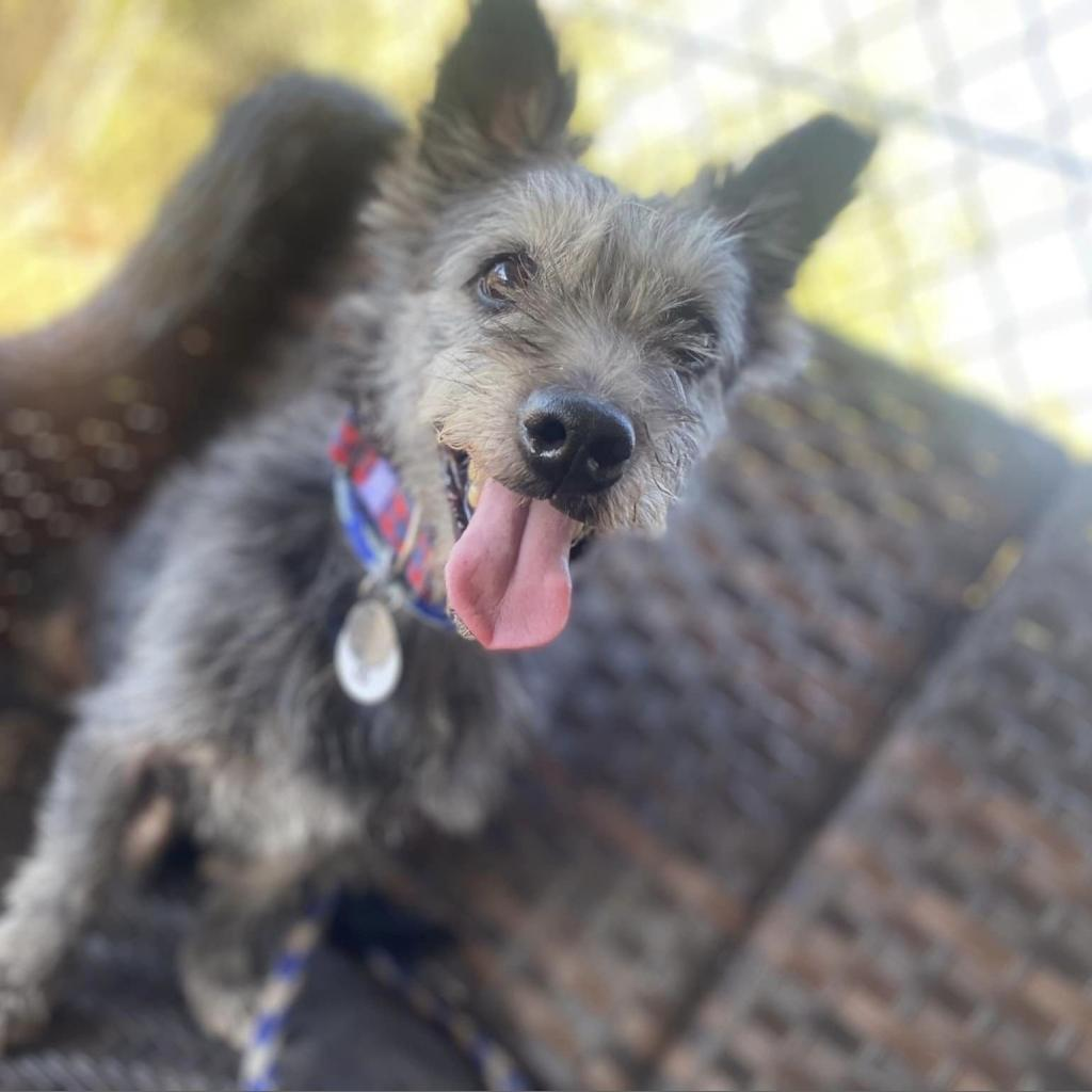 Dog Kennels In Oceanside Ca