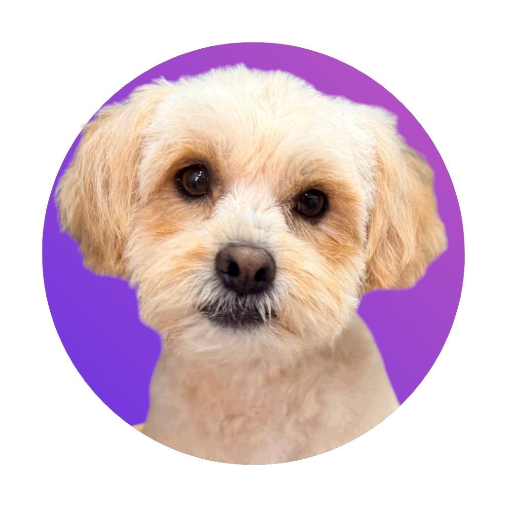 Teddy