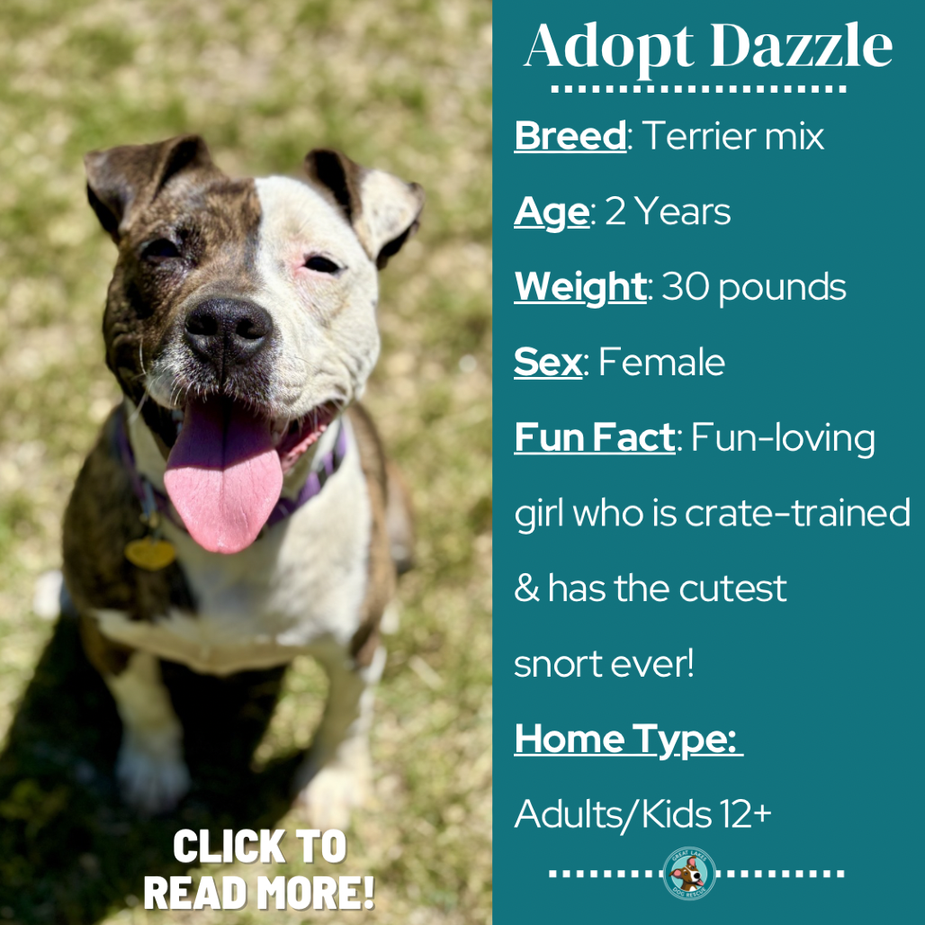 Dazzle