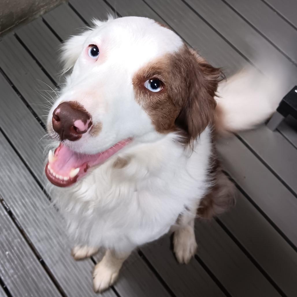 Ollie