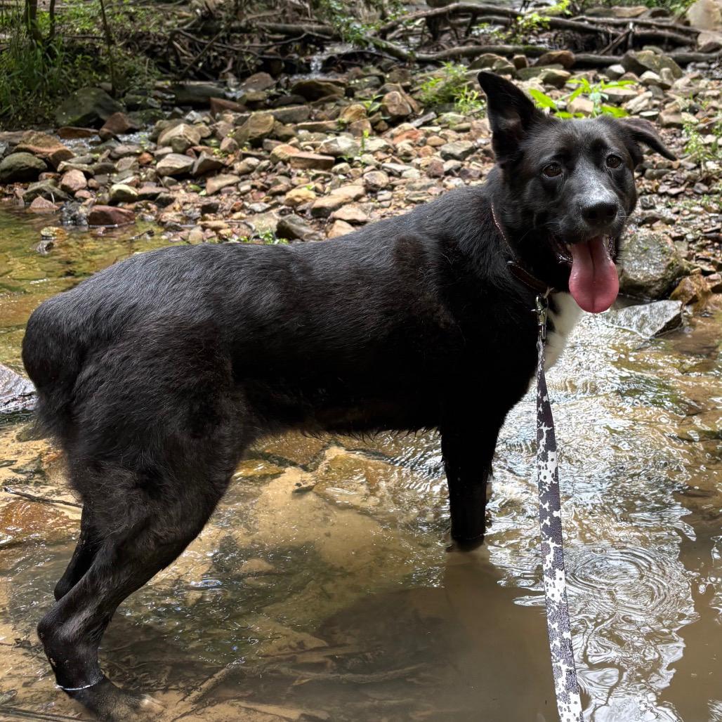James (Adoption Fee SPONSORED!)