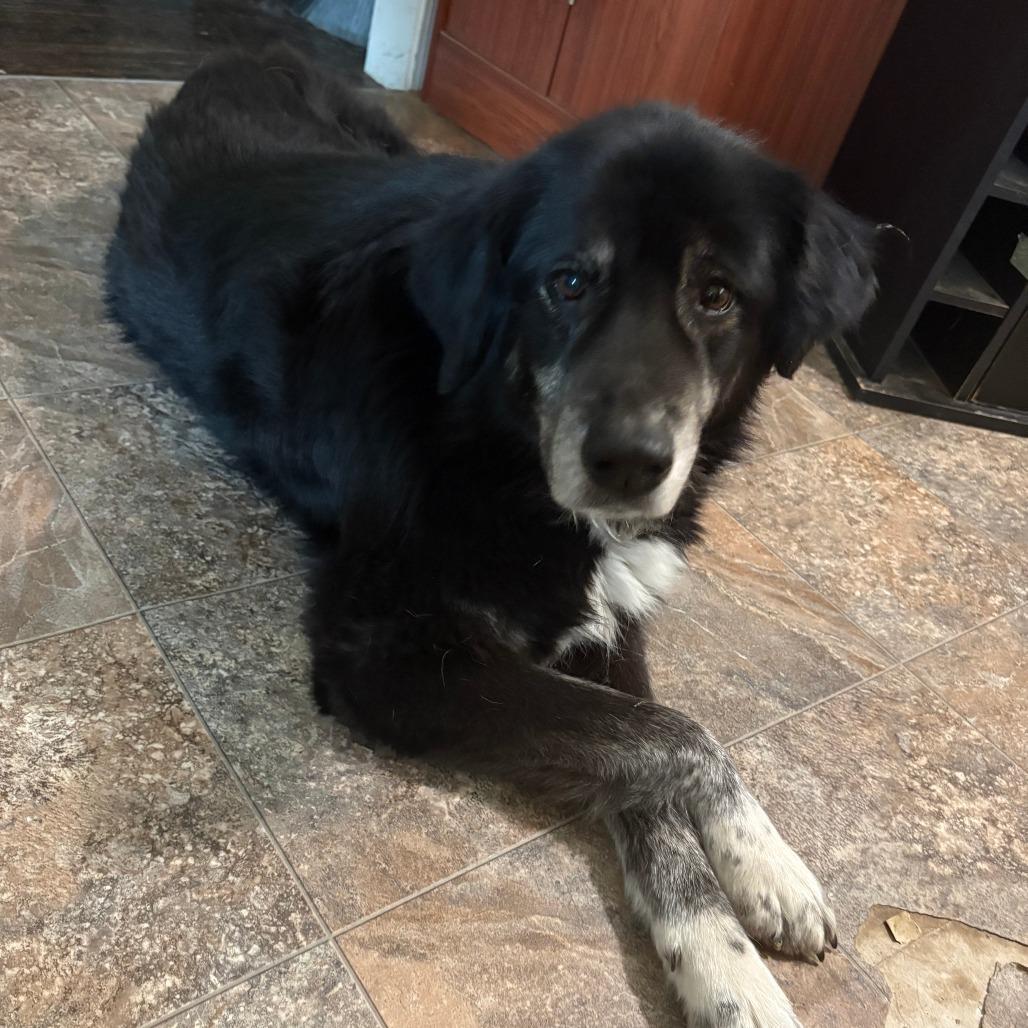Heidi