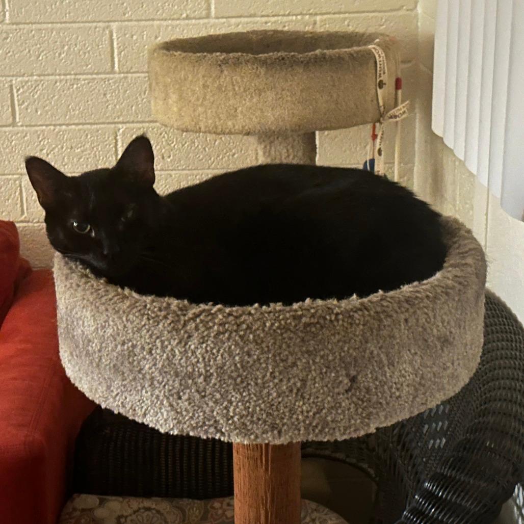 Lady Lucy