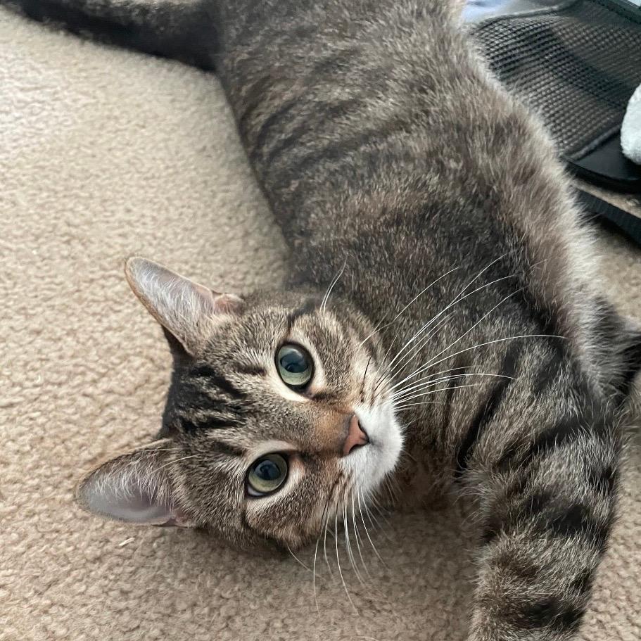 Duchess