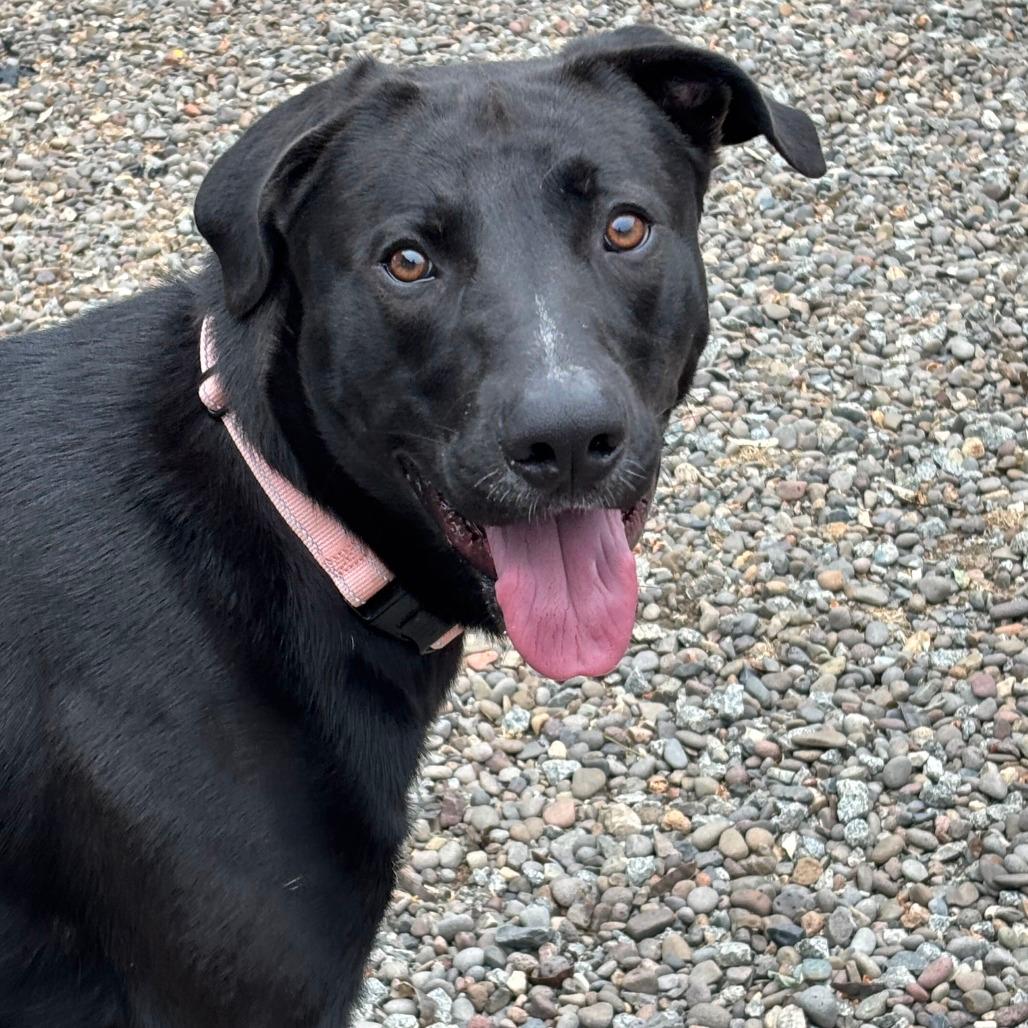 Koda