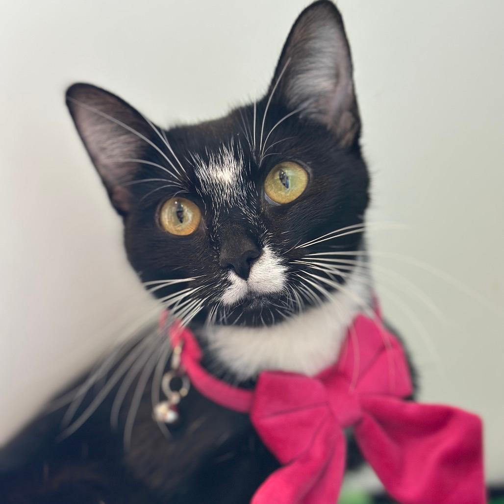 Ribbons