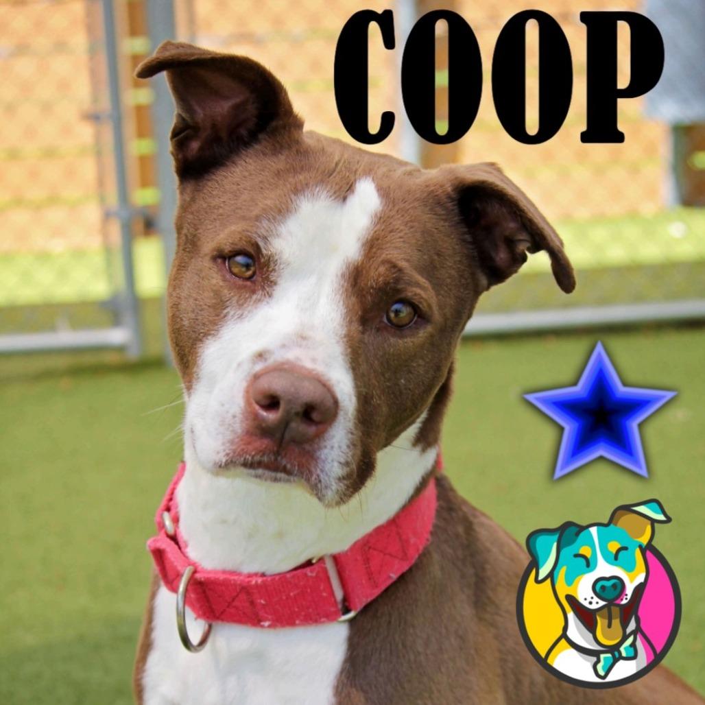 Coop