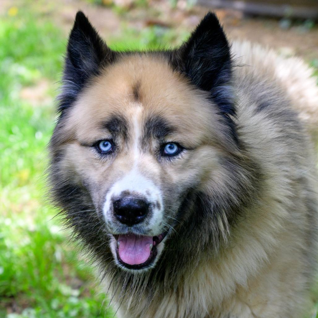 Cyrus