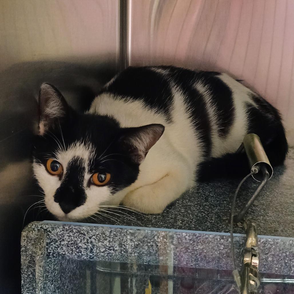 Domino