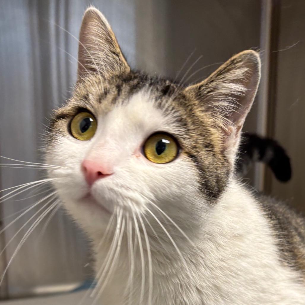 Macchiato - In Foster to Adopt