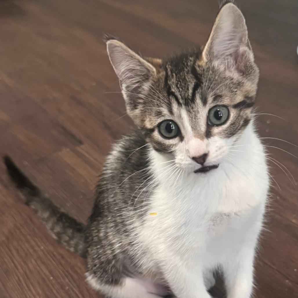 Baby Daisy 
