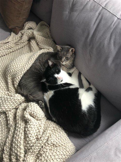 Adoptable Cats & Kittens in Rochester, NY