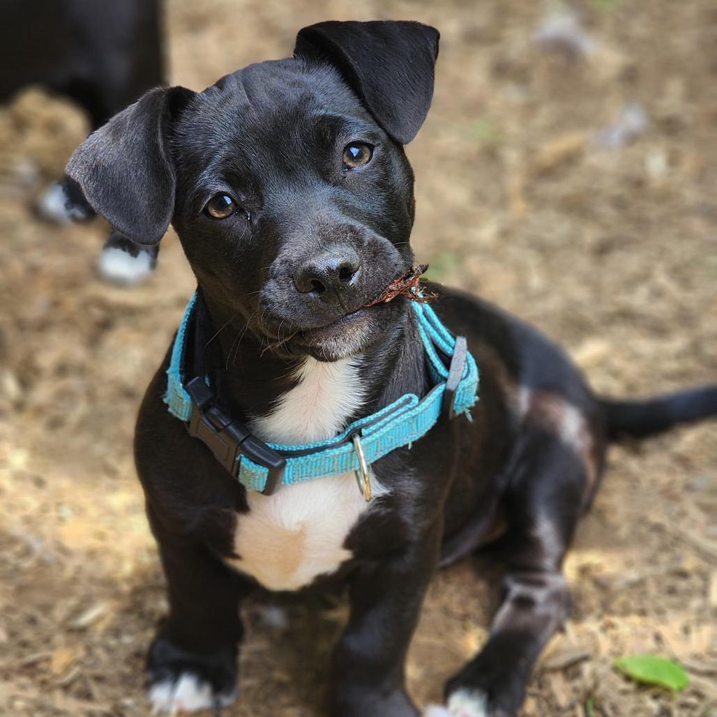 Oscar