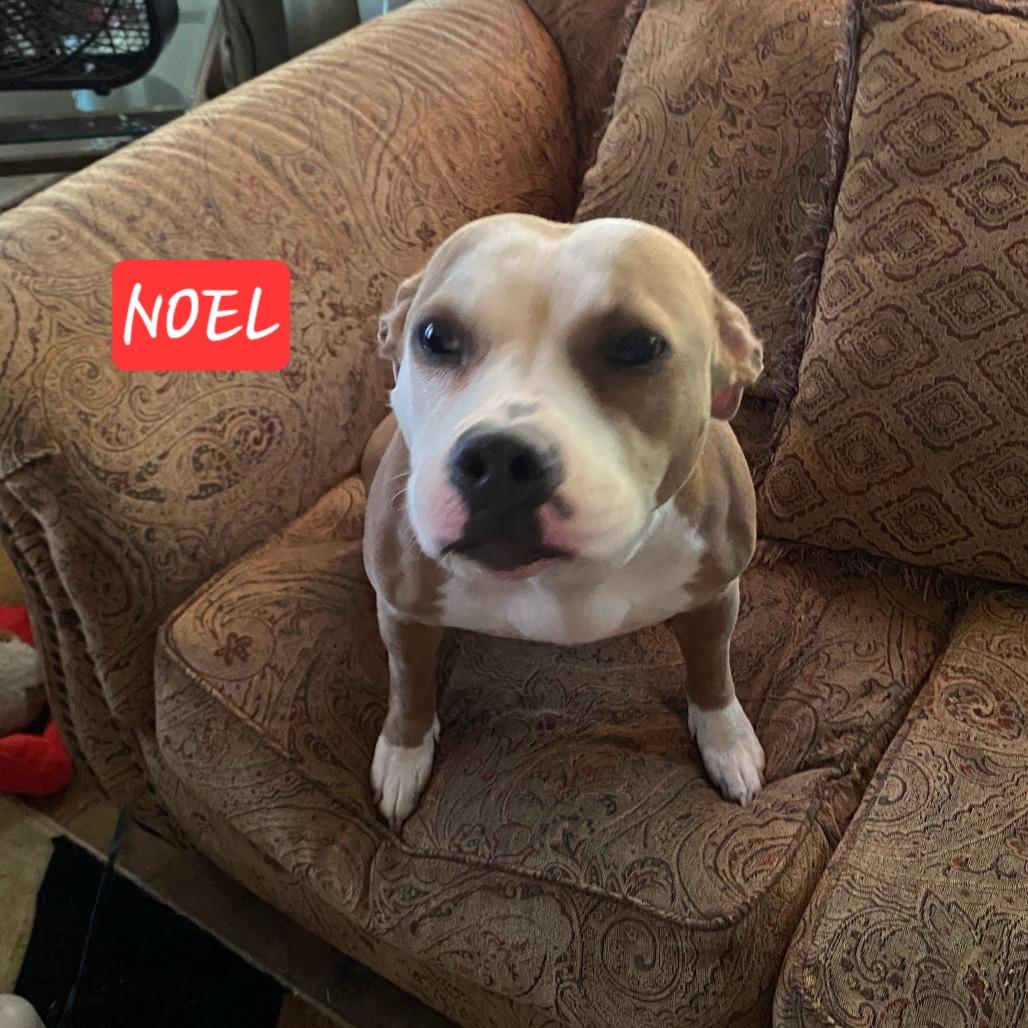 Noel