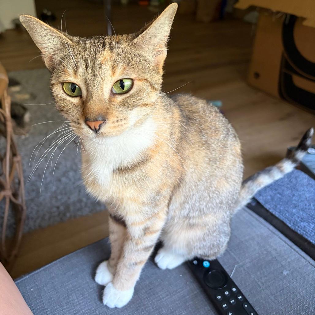 Duchess