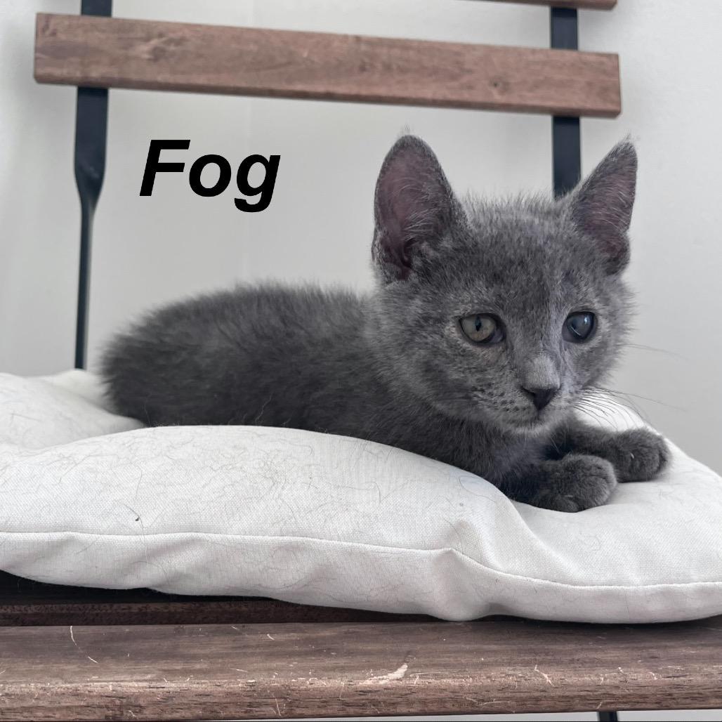 Fog