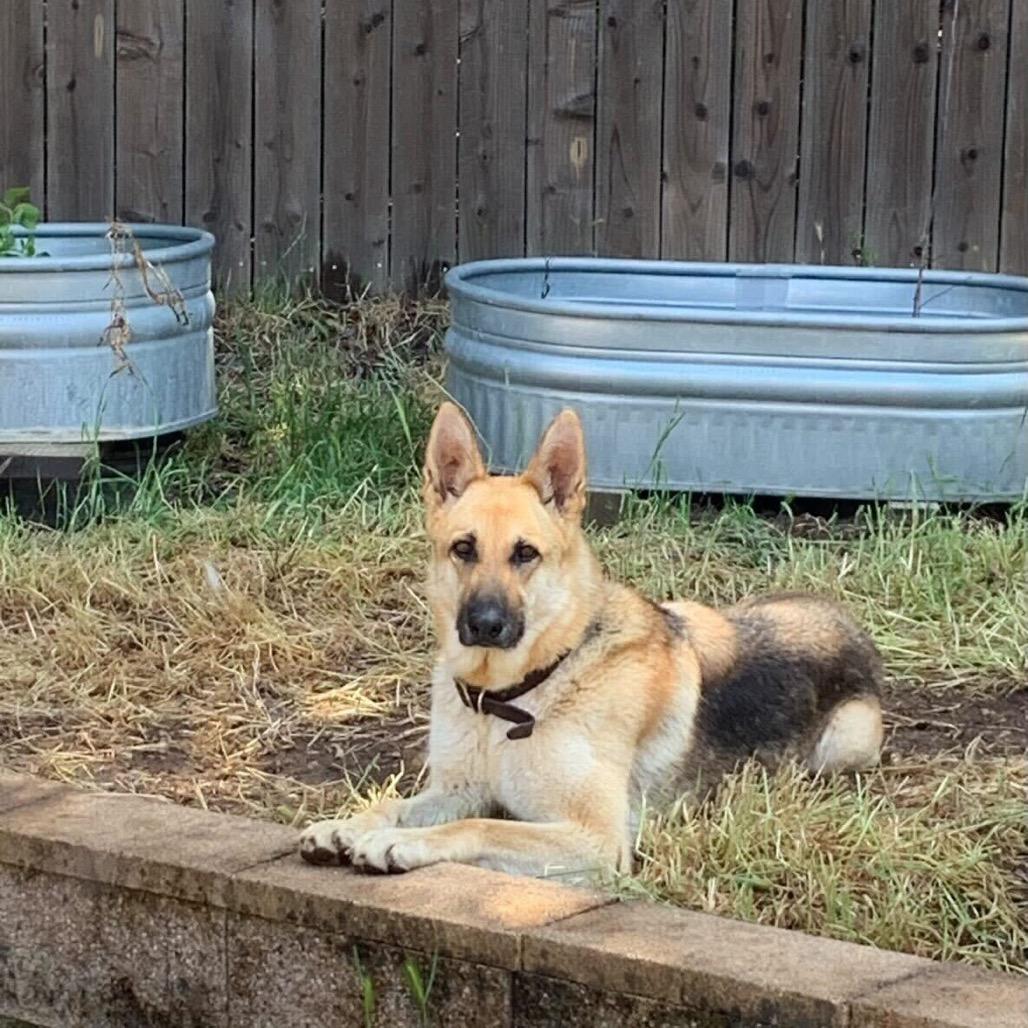 Hazel
