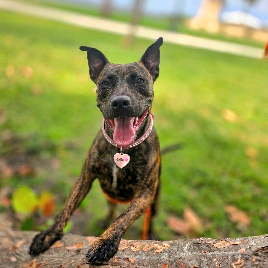 Bella