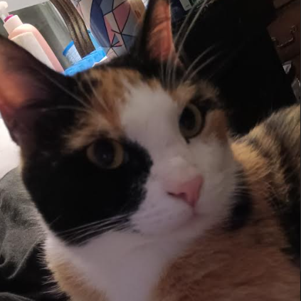Cinnamon (26-1066)