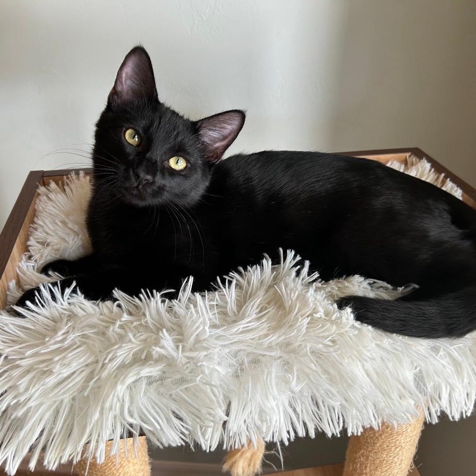 Purrfessor