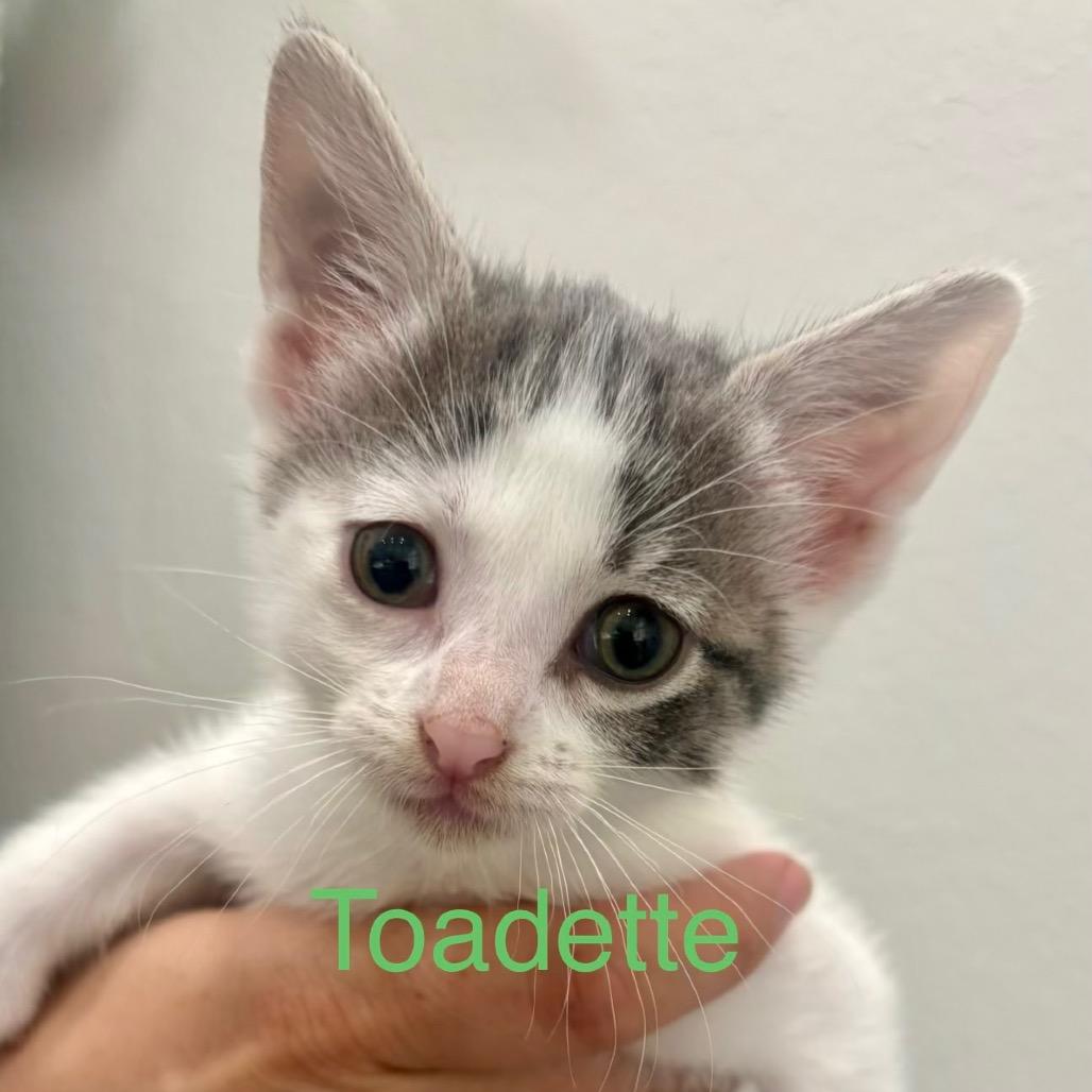 Toadette