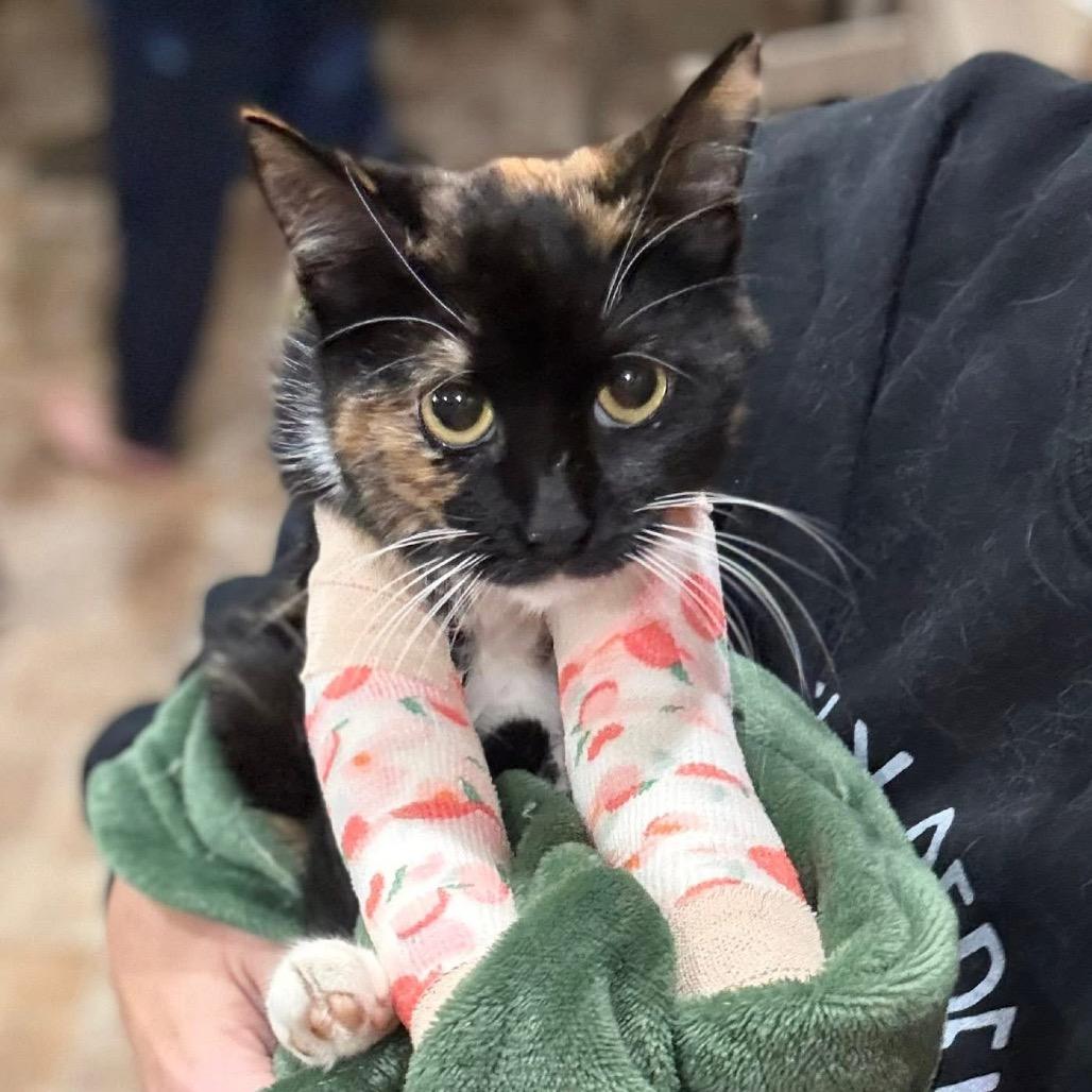 Cleocatra