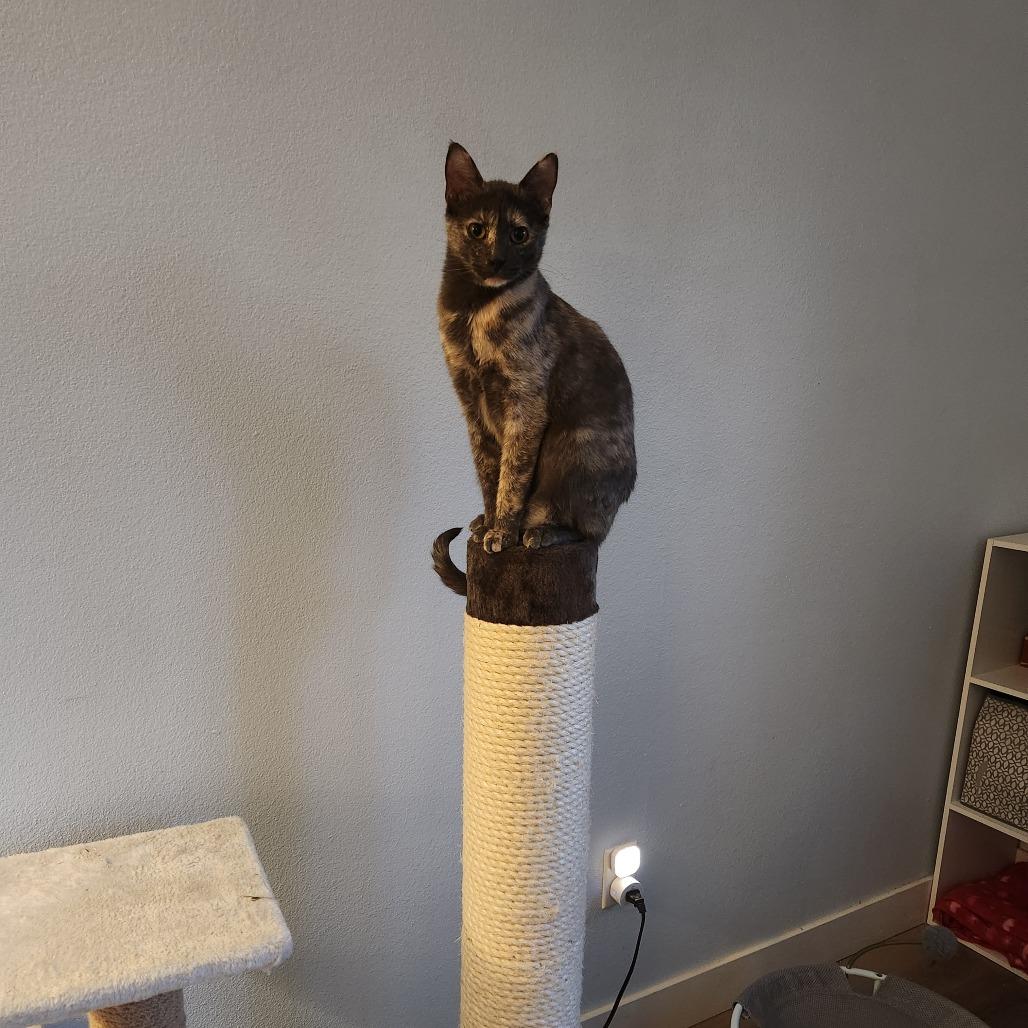Bella