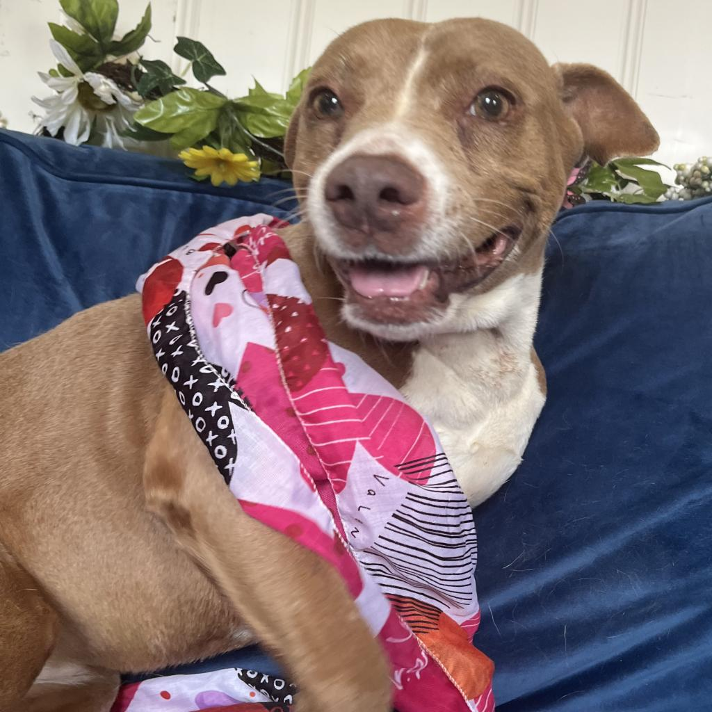 Adoptable Dogs & Puppies in Gulfport, MS