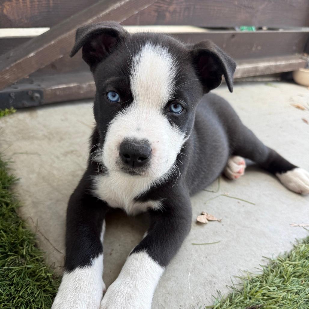 Cooper