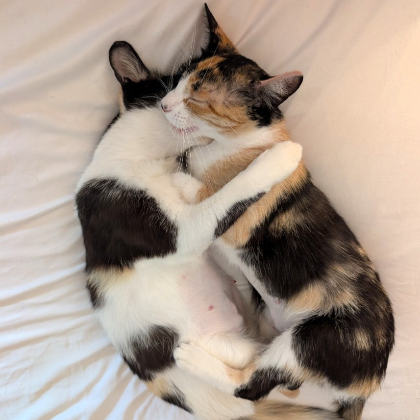 Europa & Phoebe
