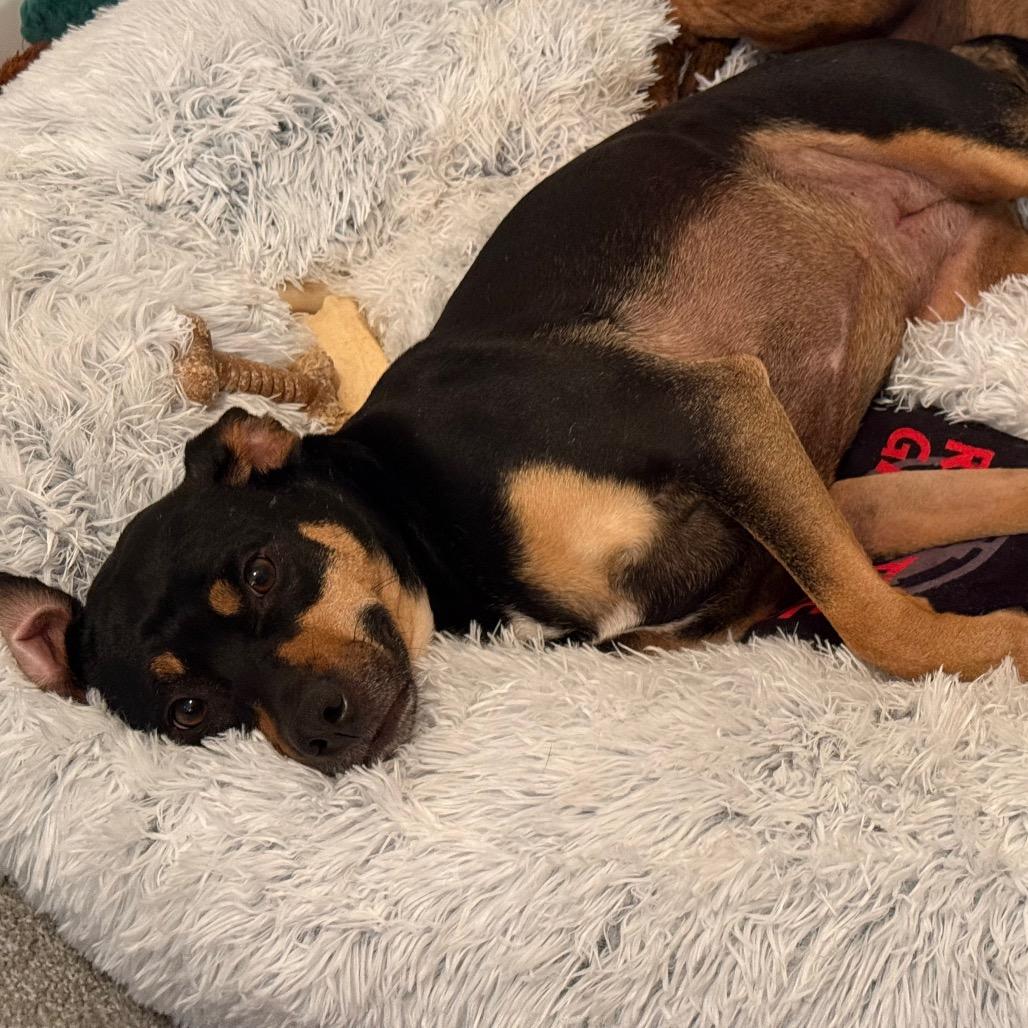 Zola  - In Foster (Adoption Fee SPONSORED!)