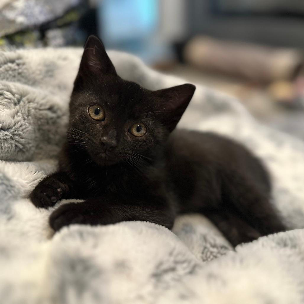 Magellan