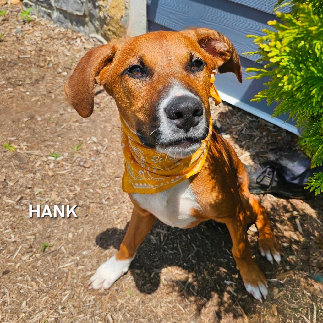 Hank