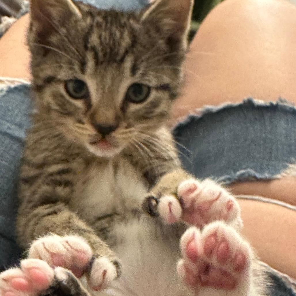 Tobias