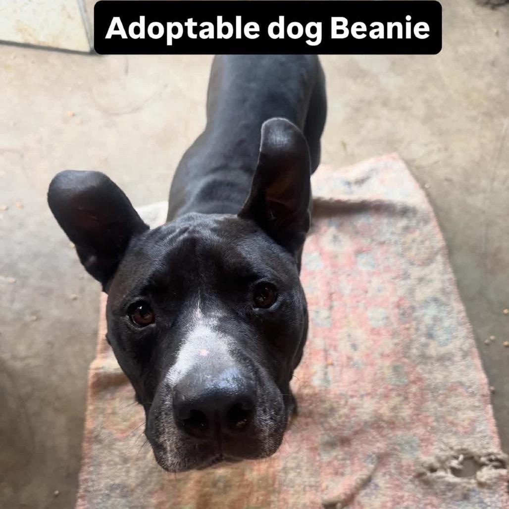 Beanie (Adoption Fee SPONSORED!)