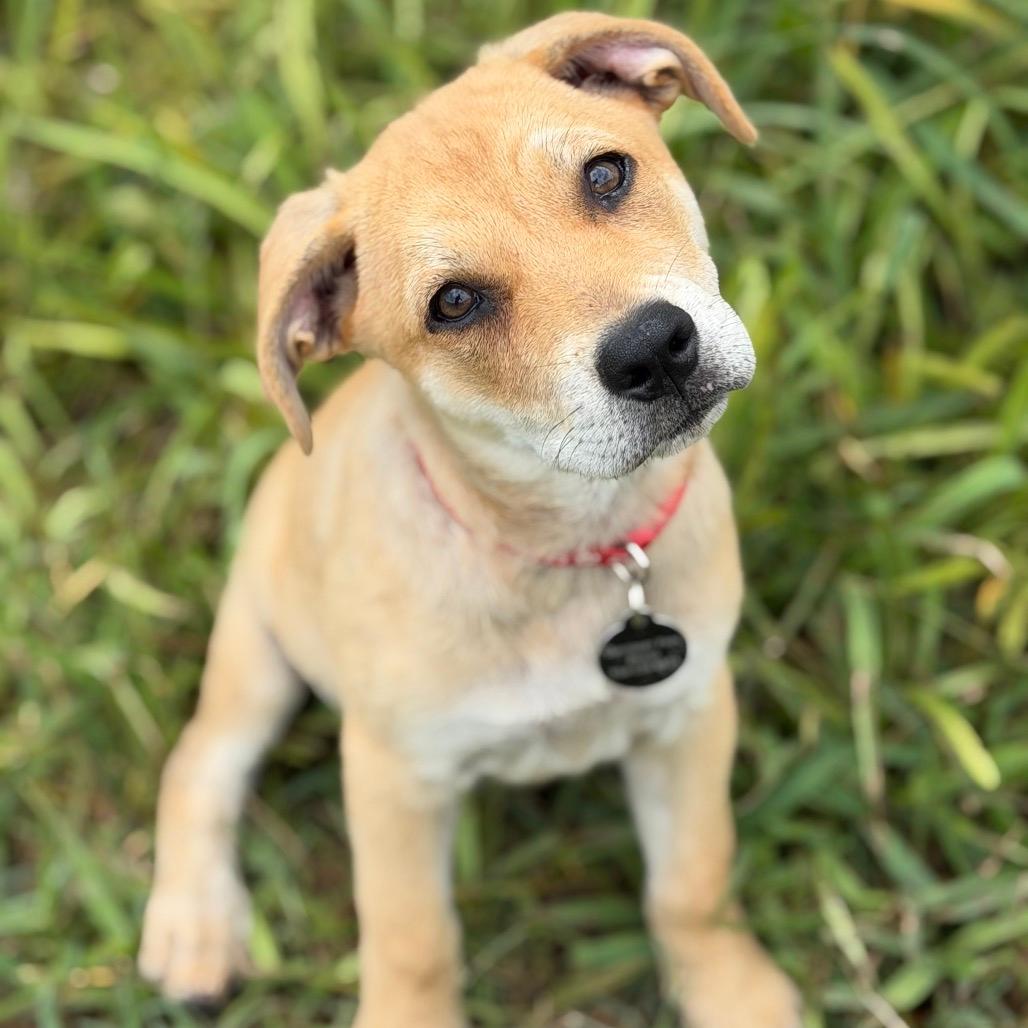 Scout