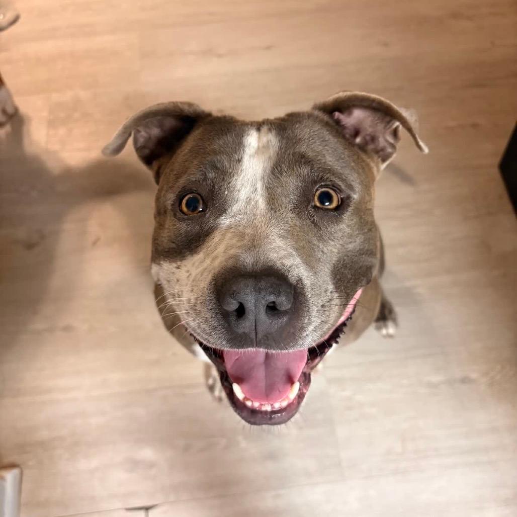 Jenny - Adoption Fee SPONSORED!!!